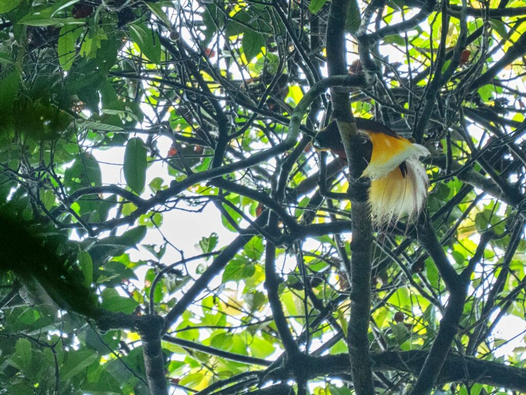 Papua: Taman Bermain Burung-Burung