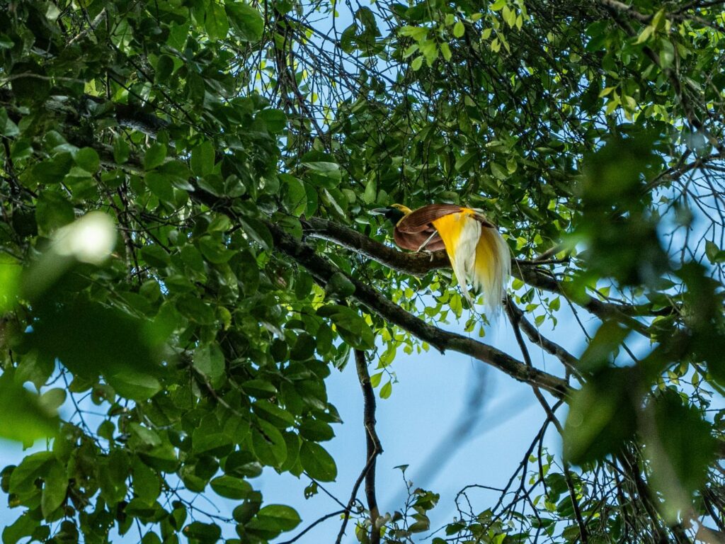 Papua: Taman Bermain Burung-Burung