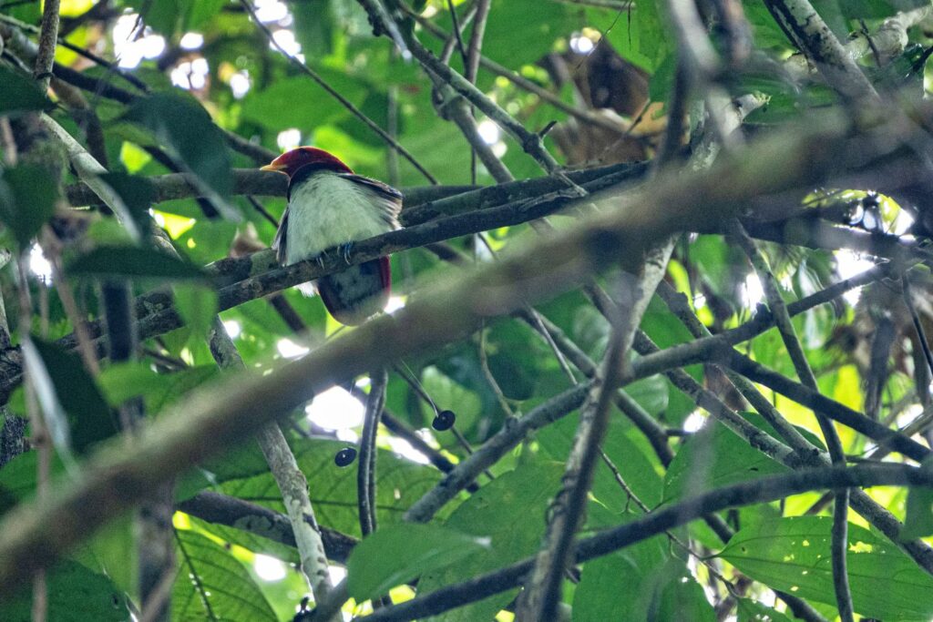 Papua: Taman Bermain Burung-Burung