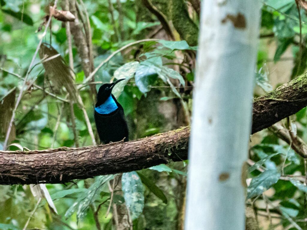 Papua: Taman Bermain Burung-Burung