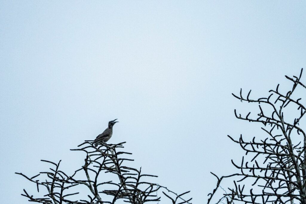 Papua: Taman Bermain Burung-Burung