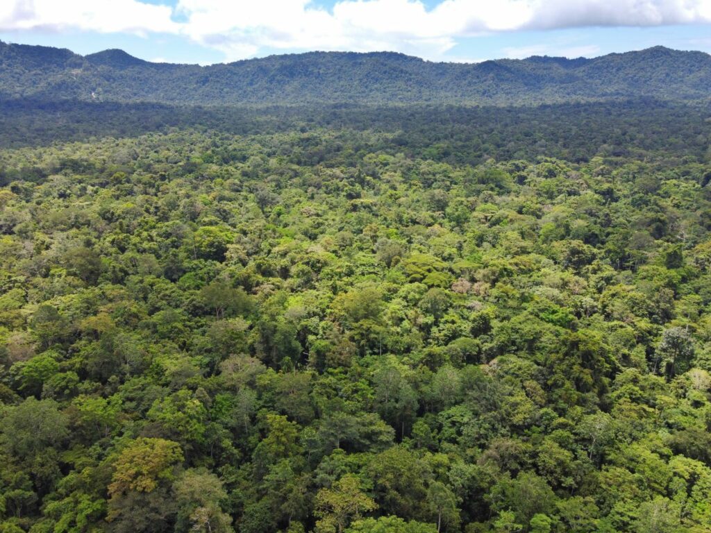 Jalan Panjang Pengakuan Hutan Adat di Sorong dan Sorong Selatan