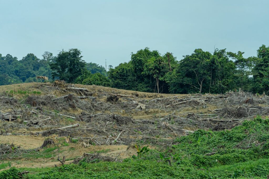 Jalan Panjang Pengakuan Hutan Adat di Sorong dan Sorong Selatan