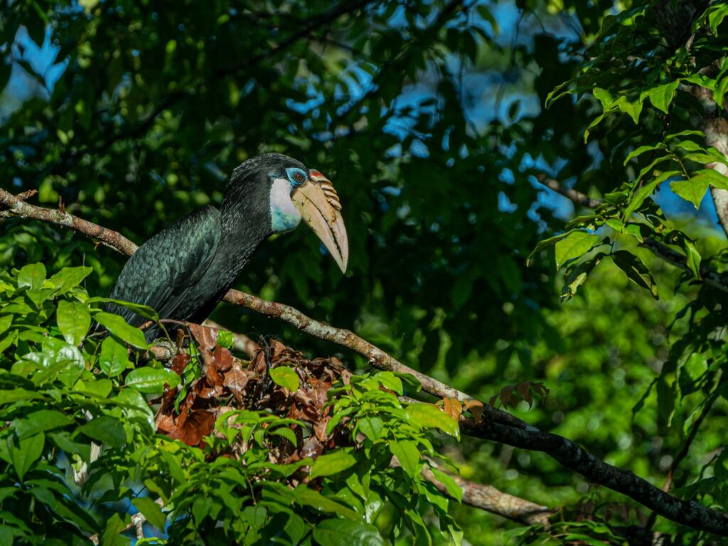 Papua: Taman Bermain Burung-Burung