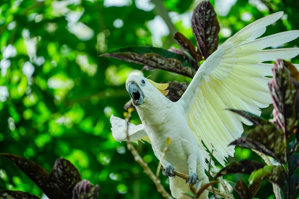 Papua: Taman Bermain Burung-Burung