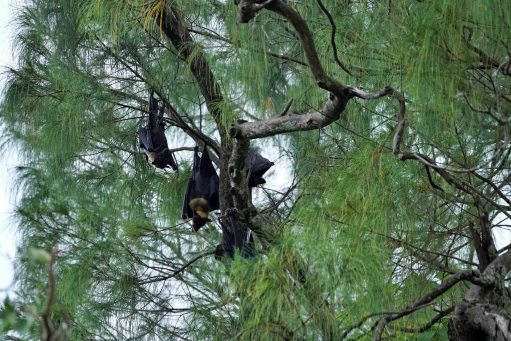 Papua: Taman Bermain Burung-Burung