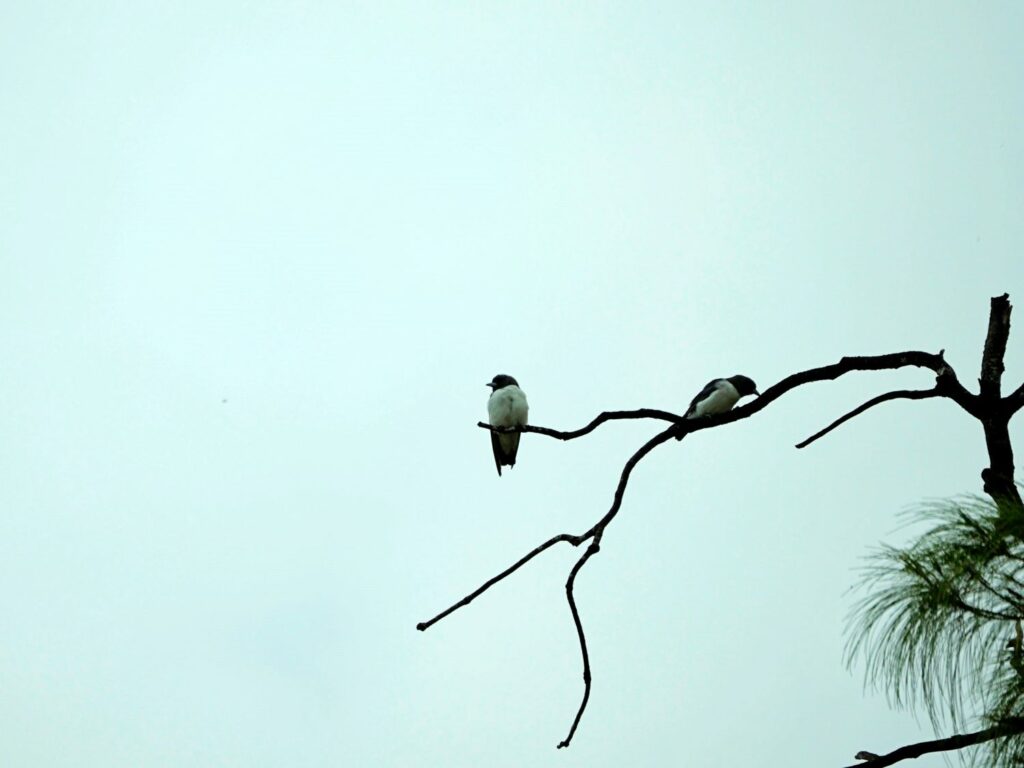 Papua: Taman Bermain Burung-Burung