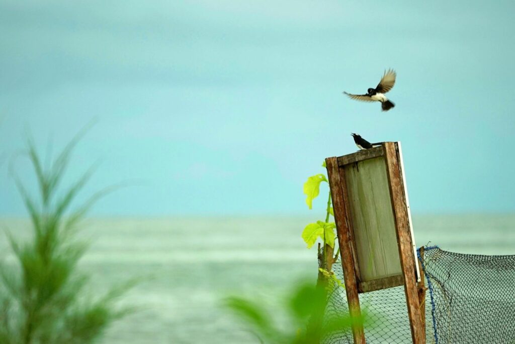 Papua: Taman Bermain Burung-Burung