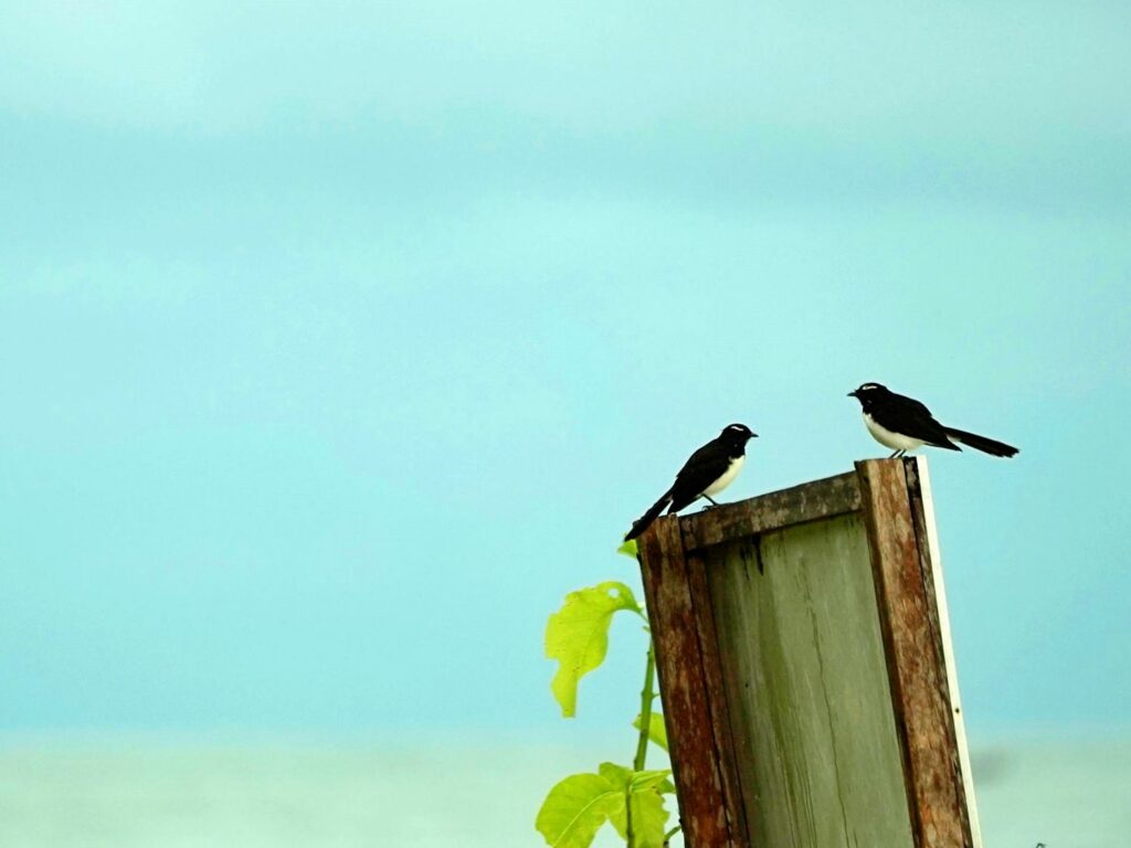 Papua: Taman Bermain Burung-Burung