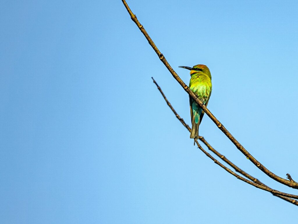 Papua: Taman Bermain Burung-Burung