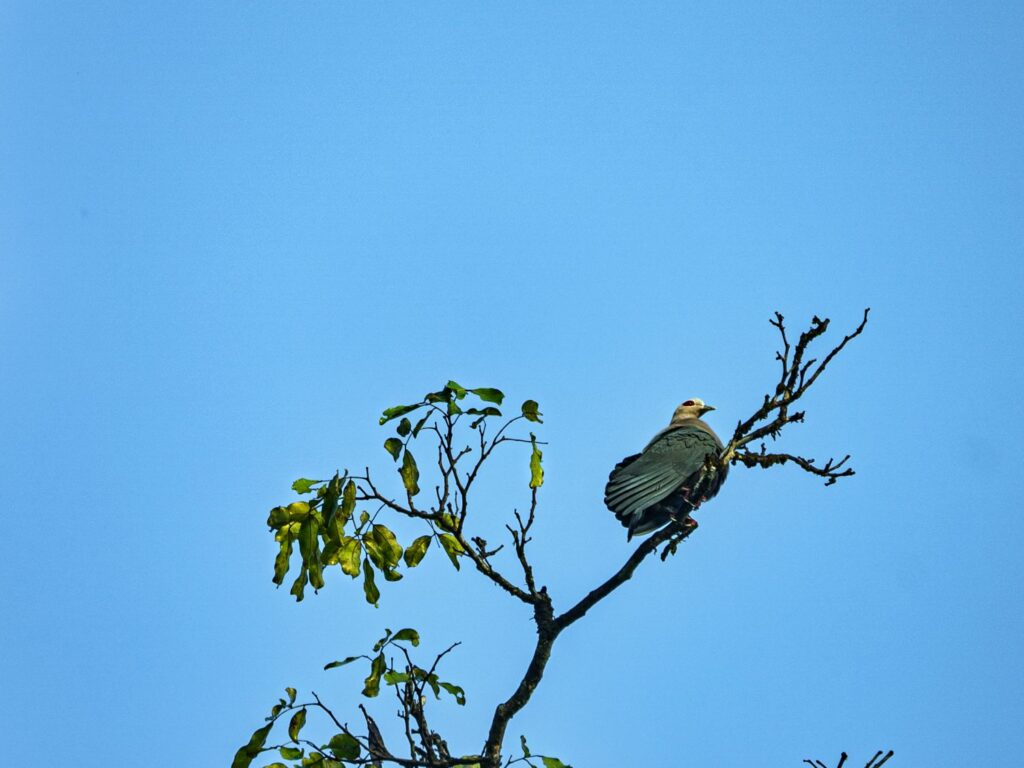 Papua: Taman Bermain Burung-Burung