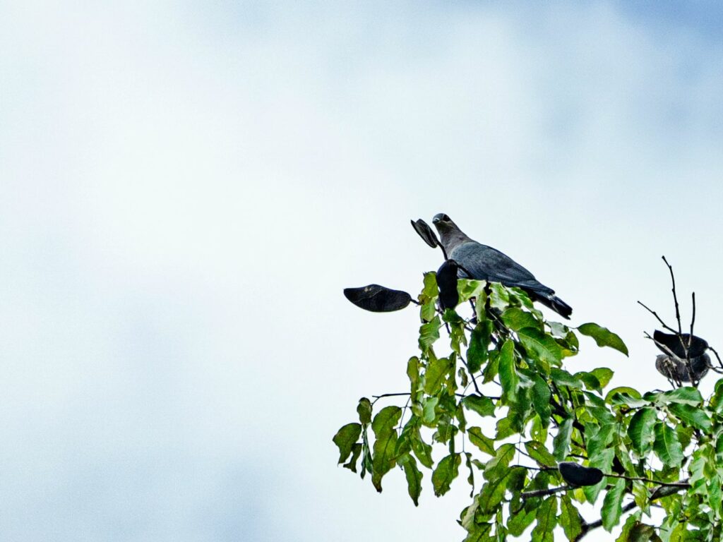 Papua: Taman Bermain Burung-Burung