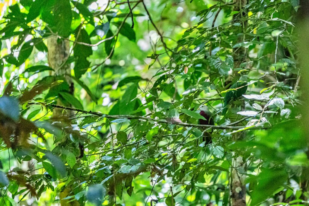 Papua: Taman Bermain Burung-Burung