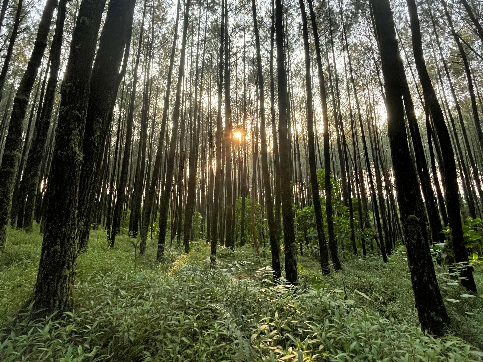 Bumi Perkemahan Kalipasang: Wisata Keluarga dan Camping di Kaki Gunung Merbabu