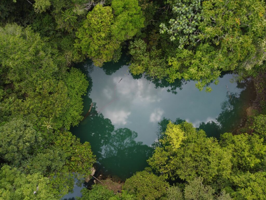 Surat Terbuka untuk Rencana Deforestasi 20 Juta Hektare Hutan oleh Pemerintah