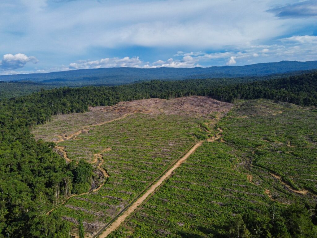 Surat Terbuka untuk Rencana Deforestasi 20 Juta Hektare Hutan oleh Pemerintah