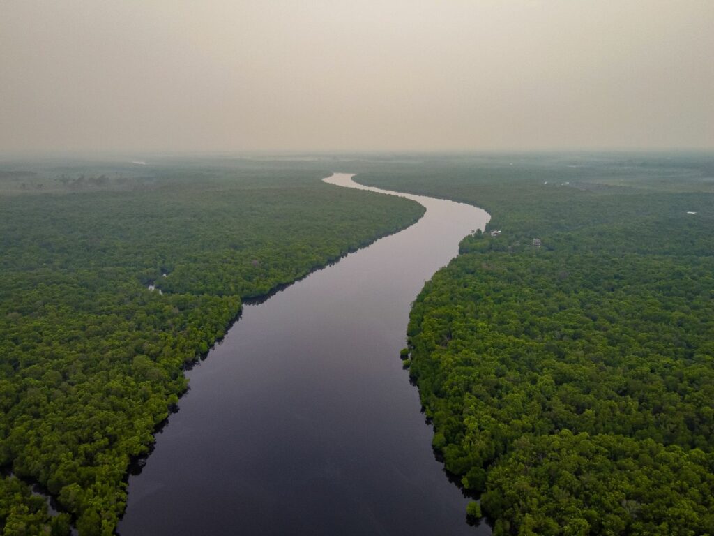 Surat Terbuka untuk Rencana Deforestasi 20 Juta Hektare Hutan oleh Pemerintah