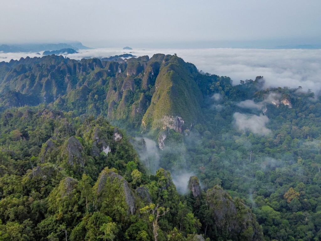 Surat Terbuka untuk Rencana Deforestasi 20 Juta Hektare Hutan oleh Pemerintah