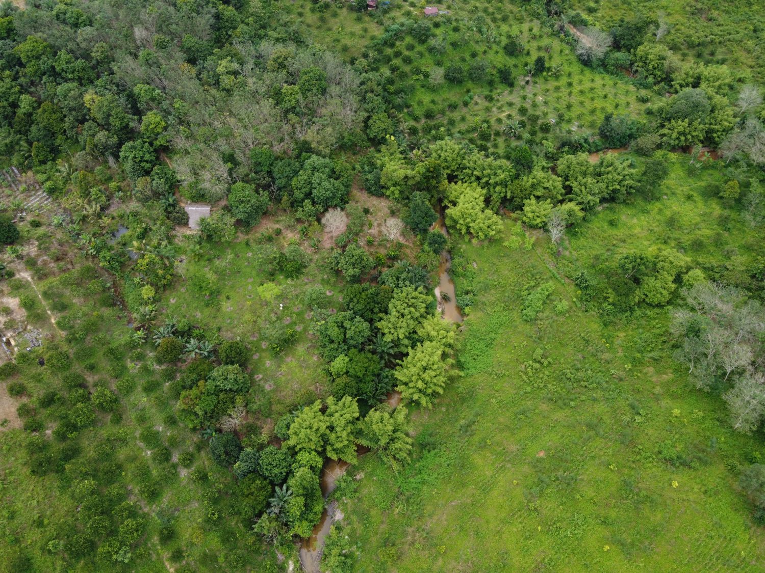 Surat Terbuka untuk Rencana Deforestasi 20 Juta Hektare Hutan oleh Pemerintah