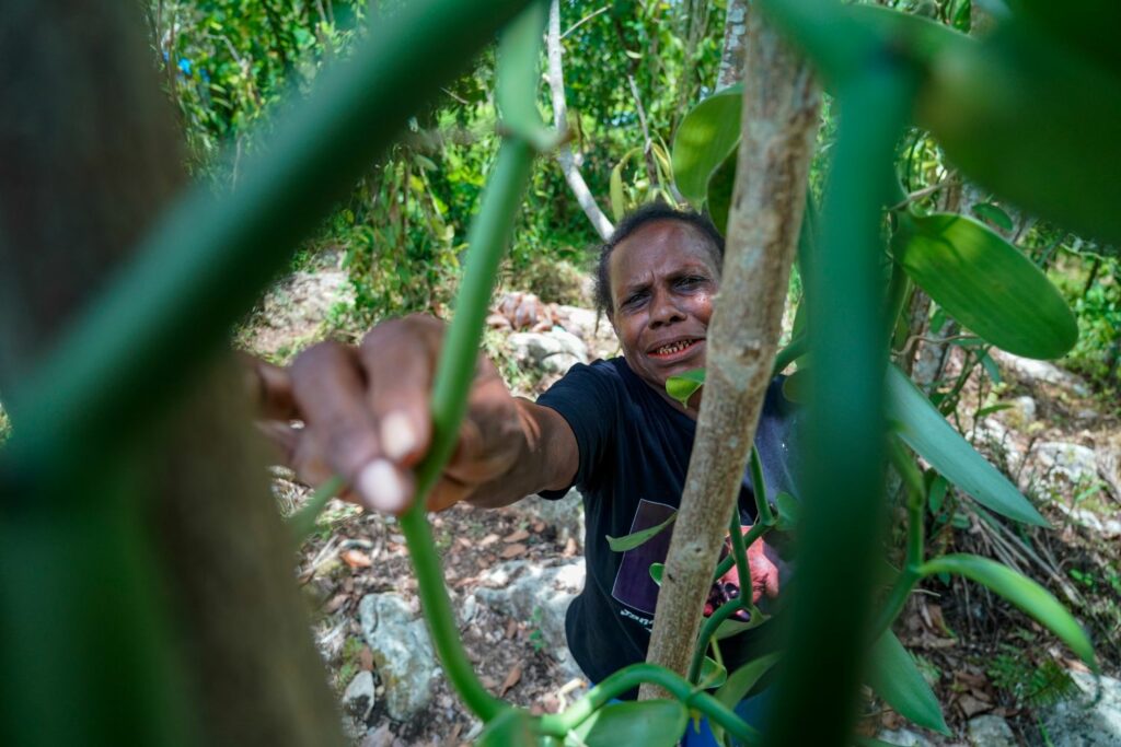 Surat Terbuka untuk Rencana Deforestasi 20 Juta Hektare Hutan oleh Pemerintah