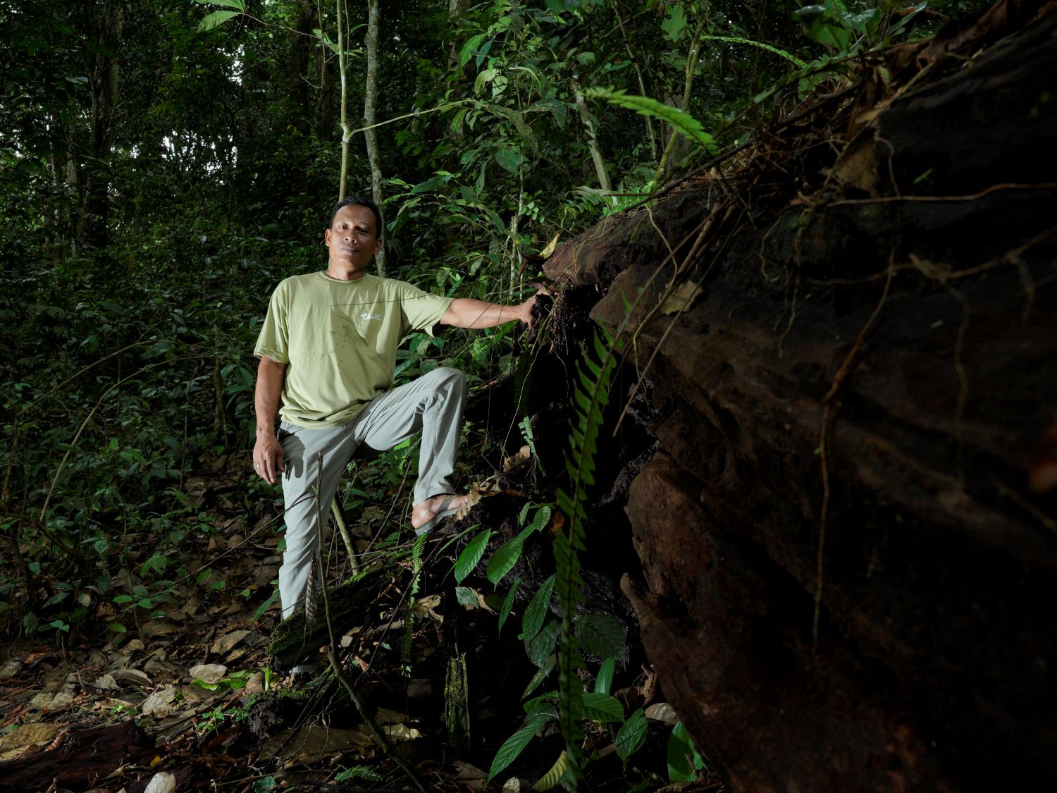 Surat Terbuka untuk Rencana Deforestasi 20 Juta Hektare Hutan oleh Pemerintah