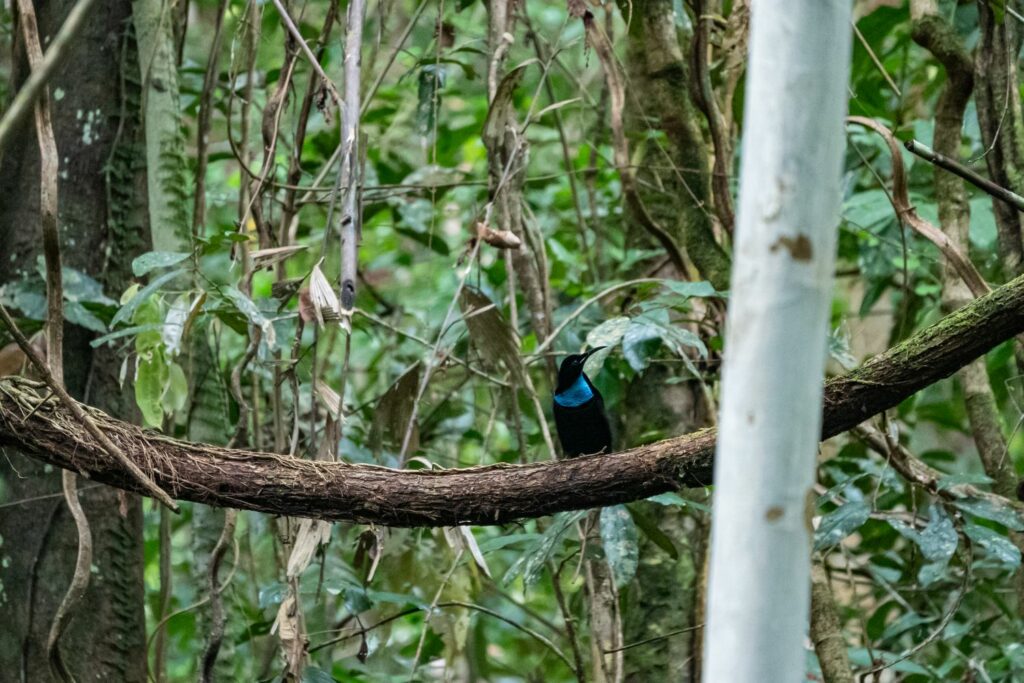 Surat Terbuka untuk Rencana Deforestasi 20 Juta Hektare Hutan oleh Pemerintah